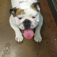 VCA DeSoto Animal Hospital 4 tips