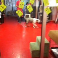 every dog has its daycare