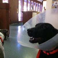 vca madera pet hospital