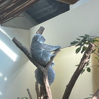 Photo taken at Koala-Gehege by Oksana 🌸 on 10/2/2021