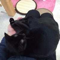 猫カフェ Hako Bu Neco 八王子市 東京都