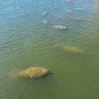 Foto scattata a Manatee Viewing Center da Joseph S. il 2/20/2024