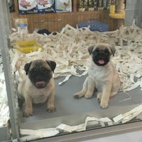 Vippet Petshop 19 Mayis Istanbul Istanbul