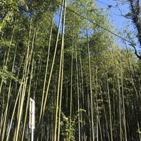 Photo taken at Arashiyama Bamboo Grove by ยัยข้าวโพดคั่ว P. on 10/21/2018
