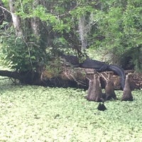 Снимок сделан в Audubon&amp;#39;s Corkscrew Swamp Sanctuary пользователем Vee B. 3/9/2019