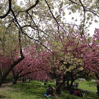 Photo taken at Central Park Cherry Blossoms by Vee B. on 4/28/2013