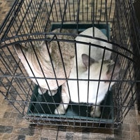 Muezza Veterinary Clinic 10 Tips From 227 Visitors