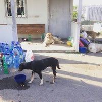 Photo taken at Tamaz Elizbarashvili Dog Shelter by ☀ Sani E. on 6/14/2015