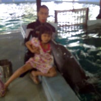 Photo taken at Dolphin show,Gelanggang Samudera Taman Impian Jaya Ancol by lily y. on 4/1/2012