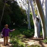Photo taken at Lemon-Scented Gum Tree (Eucalyptus Citriodora by MD R. on 4/22/2012