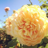 泉南市農業公園 花咲きファーム 泉南市 大阪府