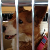 ワイワイペットクリニック 石巻 石巻市 宮城県 ワイワイペットクリニック 石巻 石巻市 宮城県