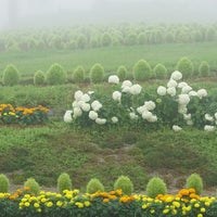 ひるがの高原 コキアパーク 高鷲ひるがの