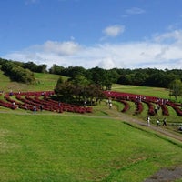 ひるがの高原 コキアパーク 高鷲ひるがの