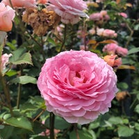 いわみざわ公園 バラ園 志文町1015