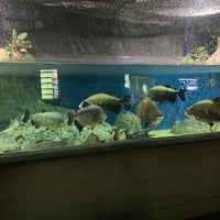 Das Foto wurde bei OdySea Aquarium von Debi F. am 10/6/2023 aufgenommen
