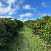 Photo taken at Kauai Coffee Plantation by Lars B. on 11/6/2023