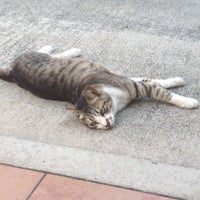 猫もふもふ銀座 中央区の駐車場 猫もふもふ銀座 中央区の駐車場