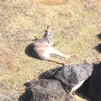 ズーラシア オグロワラビー 旭区 旭区上白根町1175 1