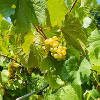 รูปภาพถ่ายที่ Blumenhof Vineyards &amp;amp; Winery โดย Alex N. เมื่อ 8/19/2023