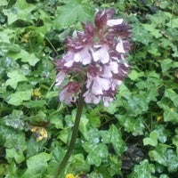 Monte Salviano Mountain