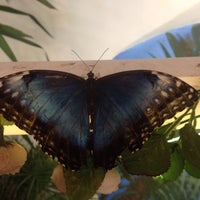 6/5/2015에 Викуля .님이 Музей живых бабочек «Тропический рай»에서 찍은 사진
