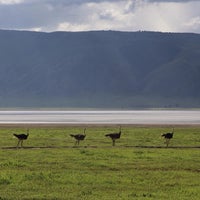 Photo taken at Ngorongoro Crater by Oleg L. on 1/14/2013