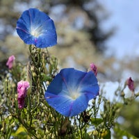 Photo taken at UW: Medicinal Herb Garden by Kaitlin on 9/21/2020