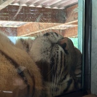 รูปภาพถ่ายที่ Taronga Zoo โดย Samarlot เมื่อ 3/28/2024