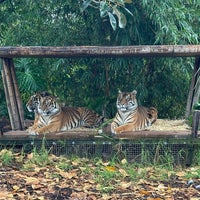 รูปภาพถ่ายที่ Taronga Zoo โดย Samarlot เมื่อ 3/28/2024