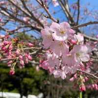 Photo taken at Sunpu Castle Park by ぷりに on 3/30/2024