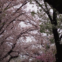 Photo taken at 成城の桜並木 by さちこ on 4/4/2015