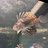 4/14/2024にIshani S.がShark Reef Aquariumで撮った写真