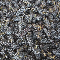 รูปภาพถ่ายที่ Foxen Winery &amp;amp; Vineyard โดย Foxen Winery &amp;amp; Vineyard เมื่อ 8/19/2014