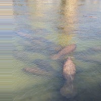 Foto tirada no(a) Manatee Viewing Center por Joe M. em 1/6/2024