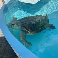 Photo taken at Loggerhead Marinelife Center by Chase W. on 5/18/2024