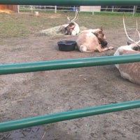 Photo taken at Reindeer Exhibit by Jonathan A. on 12/31/2012