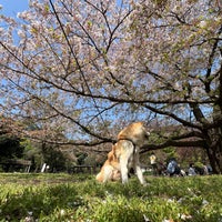 Photo taken at Kinuta Park by sukuizu on 4/14/2024