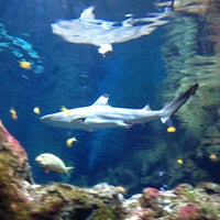 Photo taken at Aquarium du Grand Lyon by Petras J. on 8/31/2014