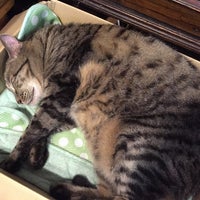 猫カフェなーごなーご Cafe En 名古屋市昭和区 猫カフェなーごなーご Cafe En 名古屋市昭和区