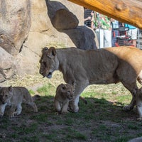 Photo taken at Kovler Lion House by L. J. on 4/15/2023