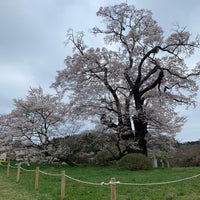 塩ノ崎の大桜 白岩字塩ノ崎 塩ノ崎の大桜 白岩字塩ノ崎