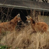 Photo taken at Zoo In Your Backyard by Tripto F. on 2/11/2013