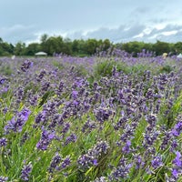 Photo taken at Mayfield Lavender Farm by Pouria on 7/30/2023