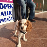 Vippet Petshop 19 Mayis Istanbul Istanbul