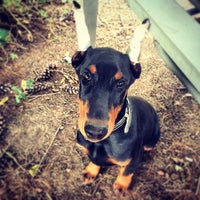 elkhound ranch kennel