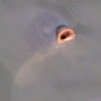 Photo taken at Chicago Botanic Garden by Dane D. on 10/6/2012