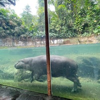 Photo taken at Singapore Zoo by R on 6/6/2023