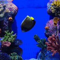 Снимок сделан в Funtastic Aquarium İzmir пользователем Gizem ❤. 12/27/2023
