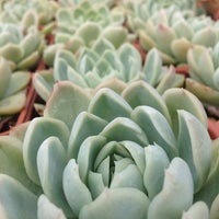 Aki Nursery Flower In Irvine Photo Taken At Aki Nursery By Kendo U On 11 30 2017